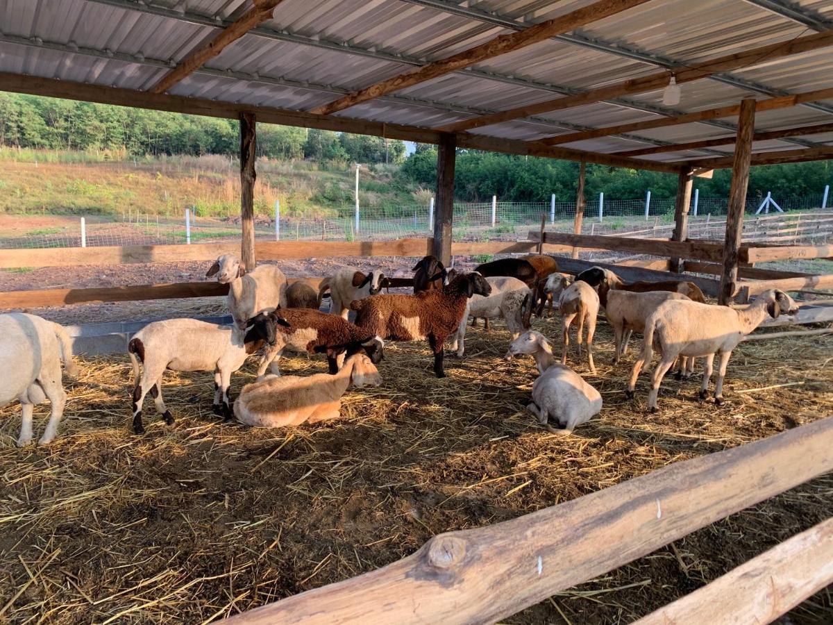 ฟาร์มแกะภูกระดึง Waraporn Valley Ban Nong Tum Kültér fotó